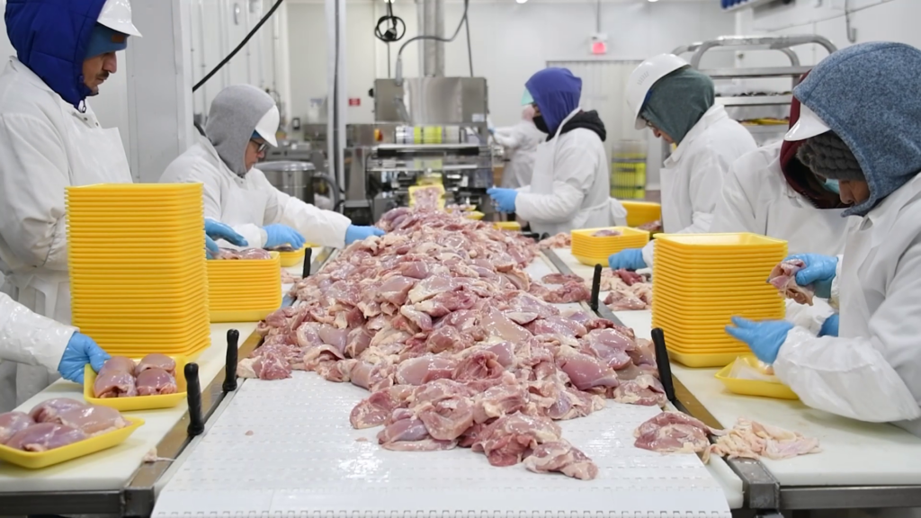 Chicken Processing Full Size